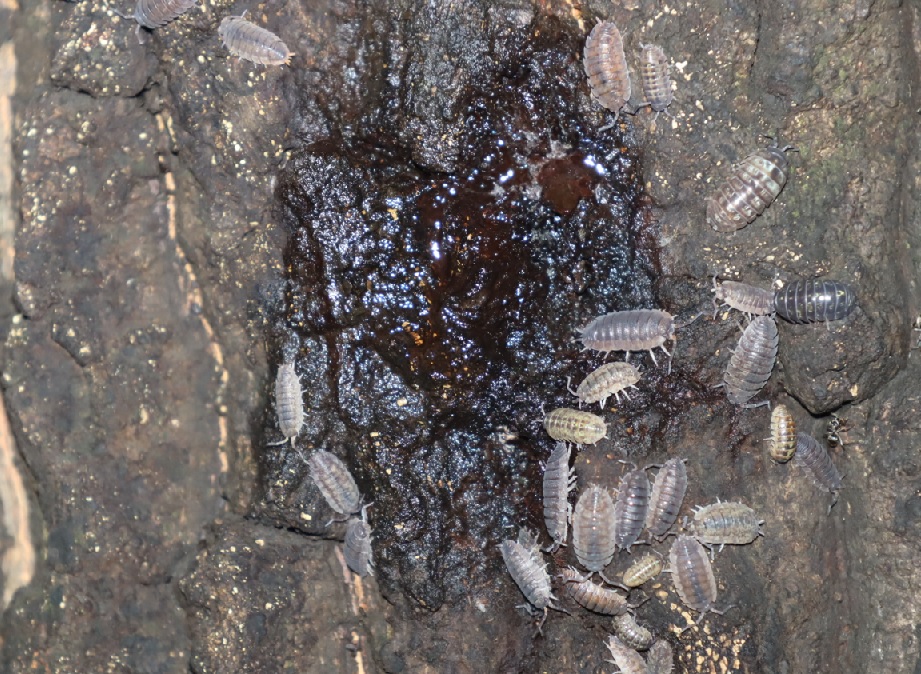 今年初の樹液にワラジムシの集団_No．1のクヌギ_クワガタ達のオアシス _2023年6月9日20時55分気温20.4度